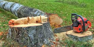 Best Tree Risk Assessment  in Houston, AK