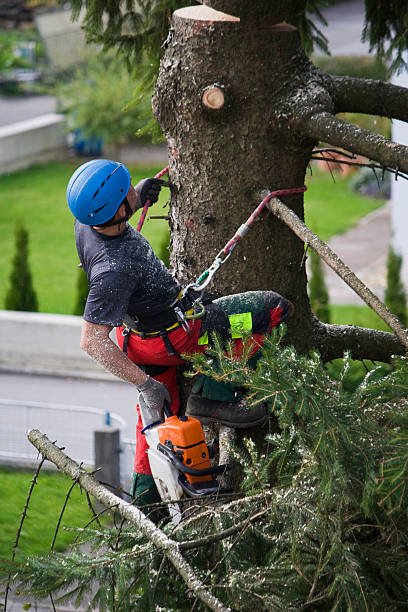 Best Hazardous Tree Removal  in Houston, AK