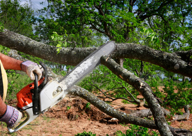Best Tree and Shrub Care  in Houston, AK